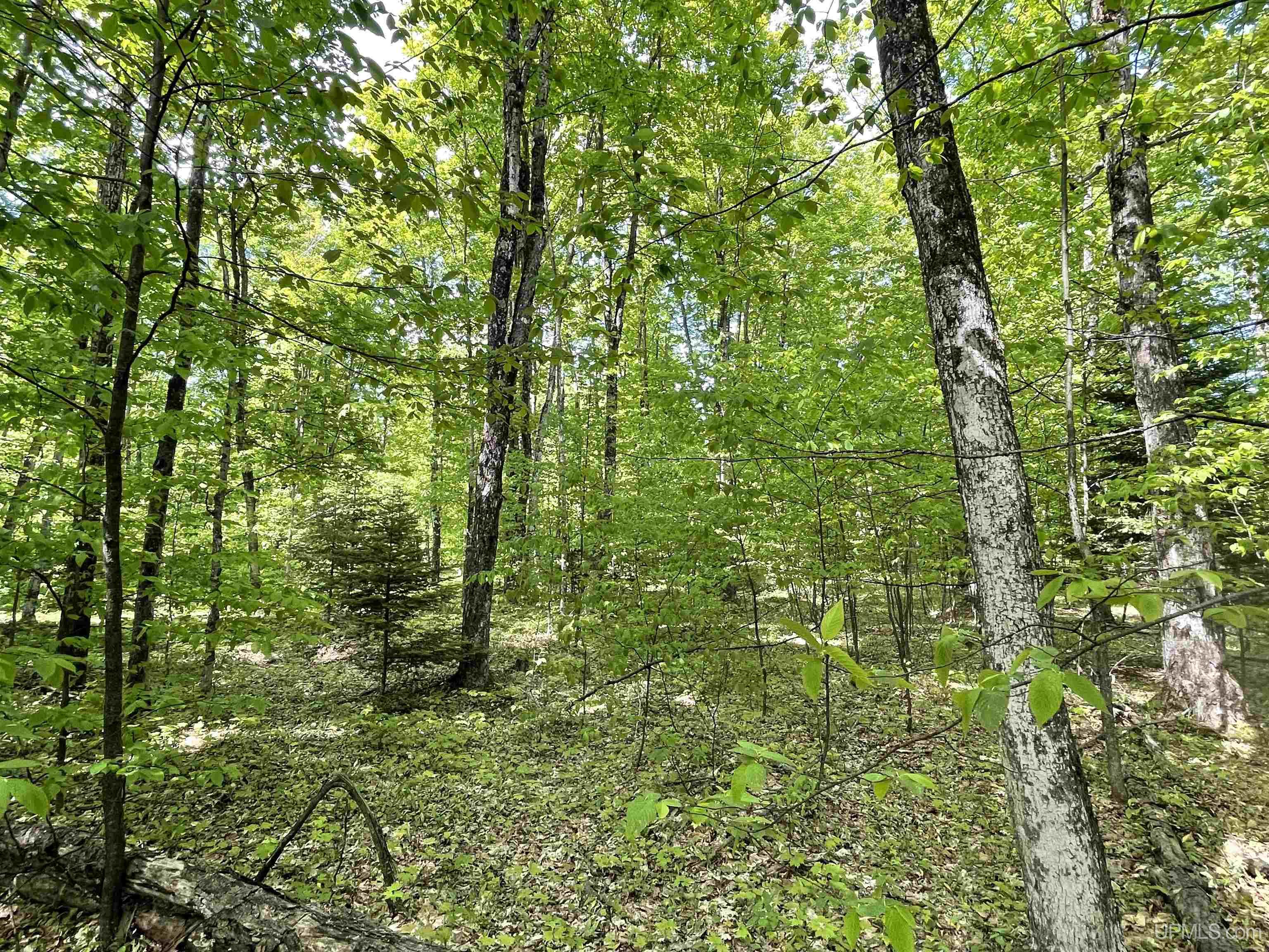4855 N Camp 23 Road Germfask, MI 49836 - Photo 21 of 28