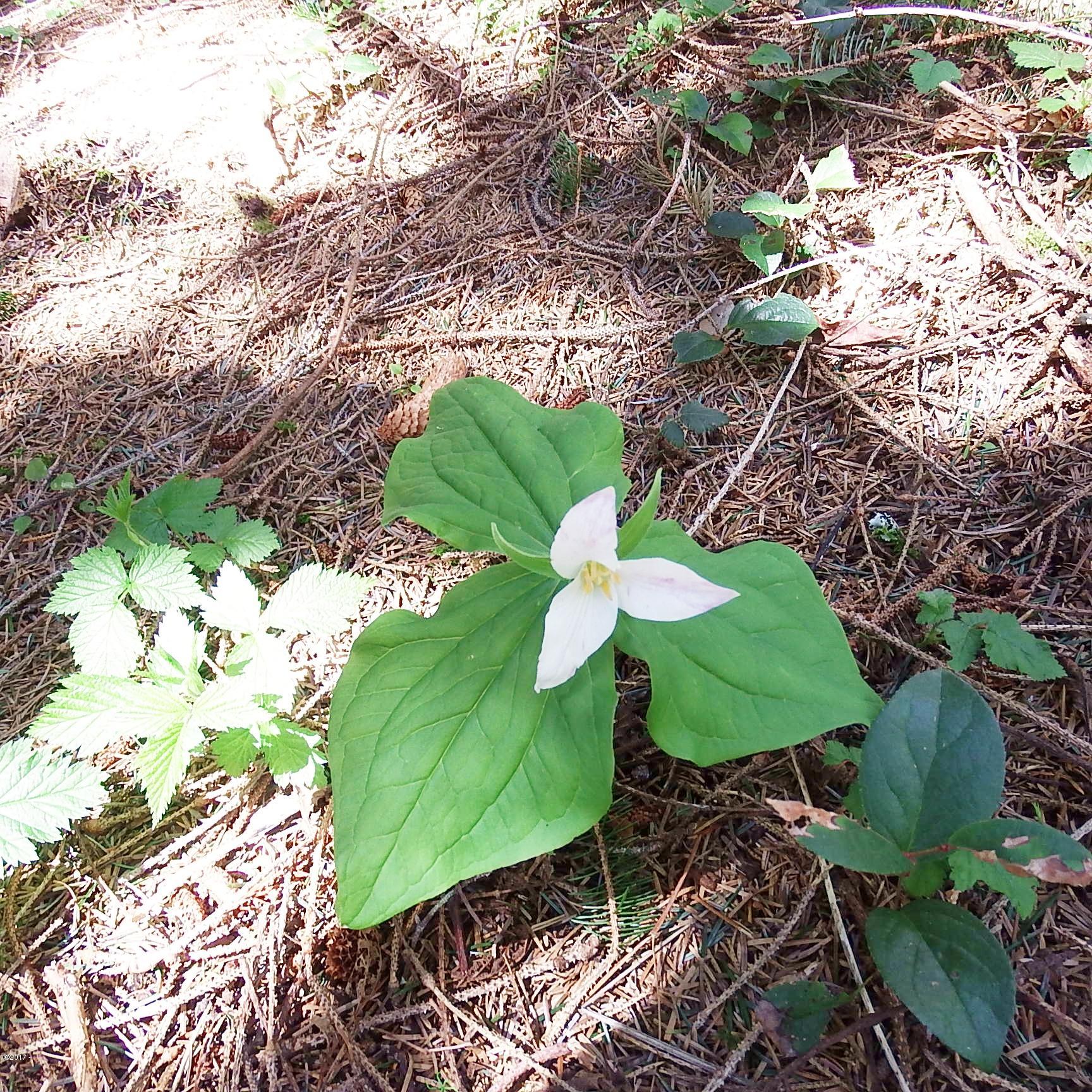 6205 Scherzinger Road Neskowin, OR 97149 - Photo 70 of 88 Trillium in the Forest