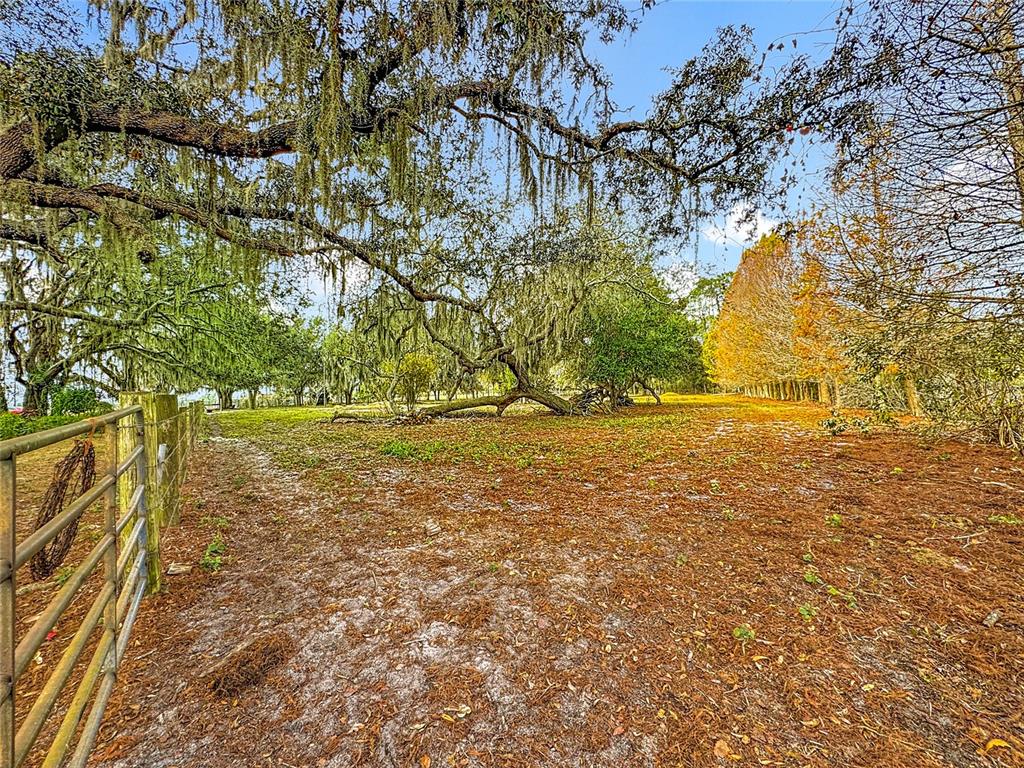 3230 Empire Church Road Groveland, FL 34736 - Photo 23 of 29 a view of yard with trees