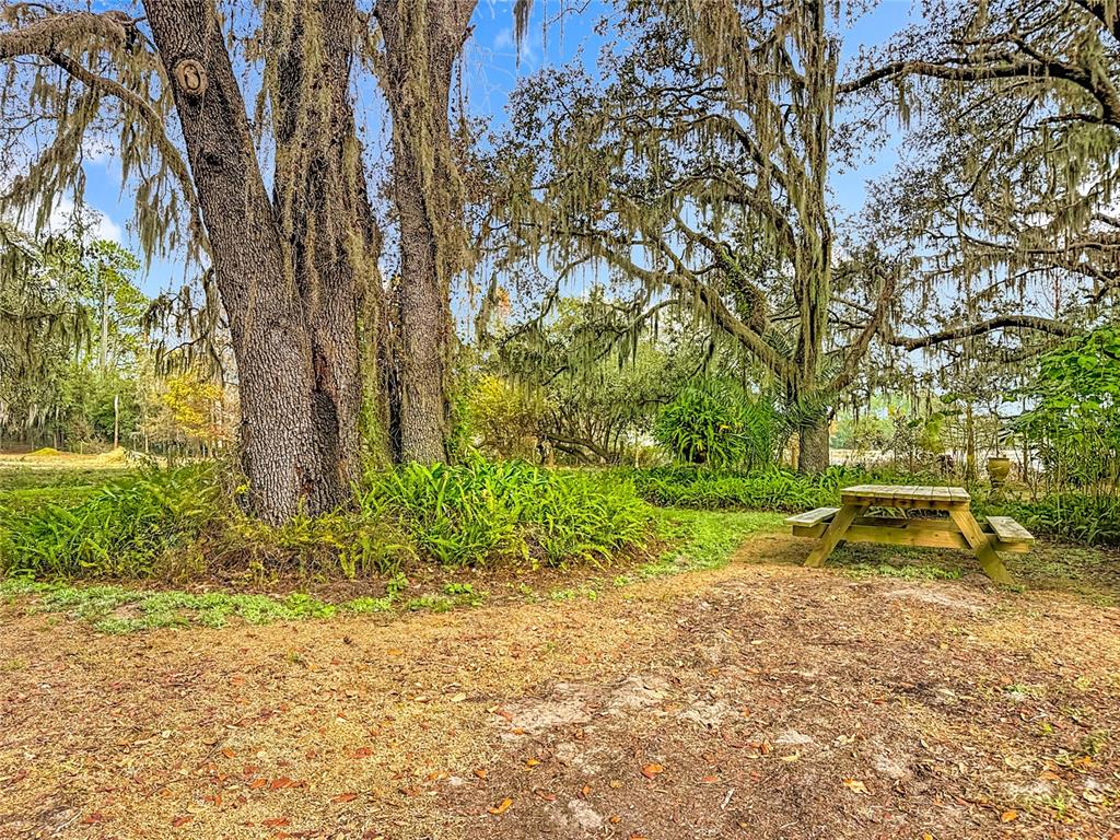 3230 Empire Church Road Groveland, FL 34736 - Photo 24 of 29 a view of backyard with tree