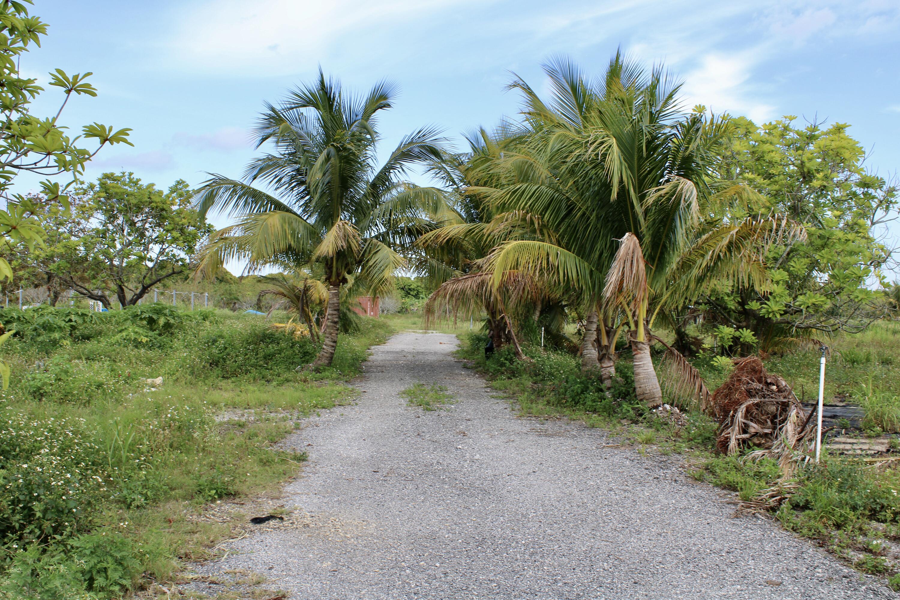 180 Southwest 187th Avenue Miami, FL 33187 - Photo 11 of 27 a view of a yard with a plant