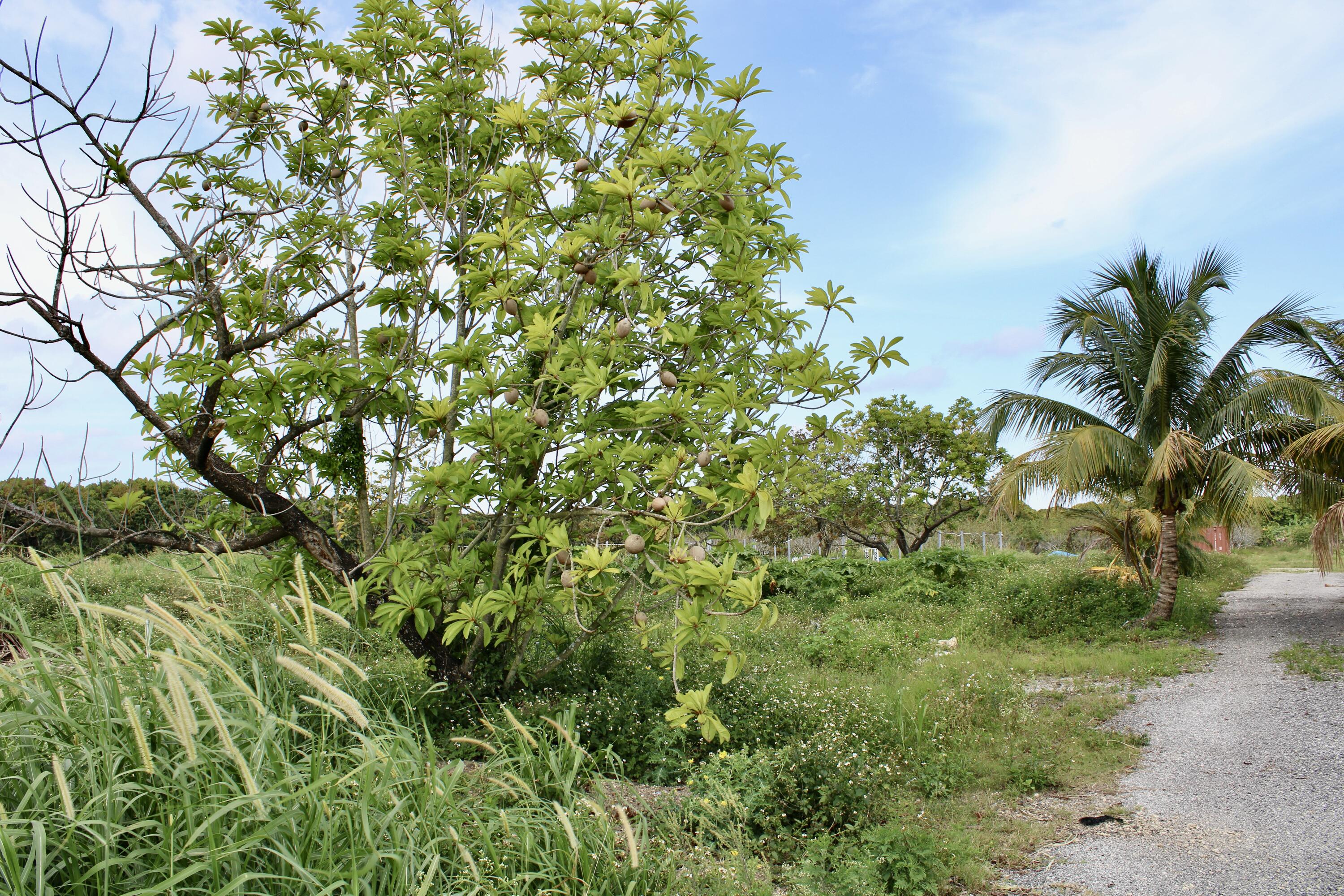 180 Southwest 187th Avenue Miami, FL 33187 - Photo 12 of 27 a view of a garden