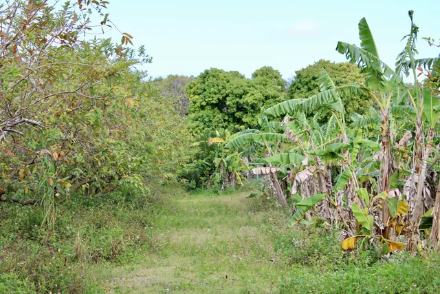 a view of a park with large trees