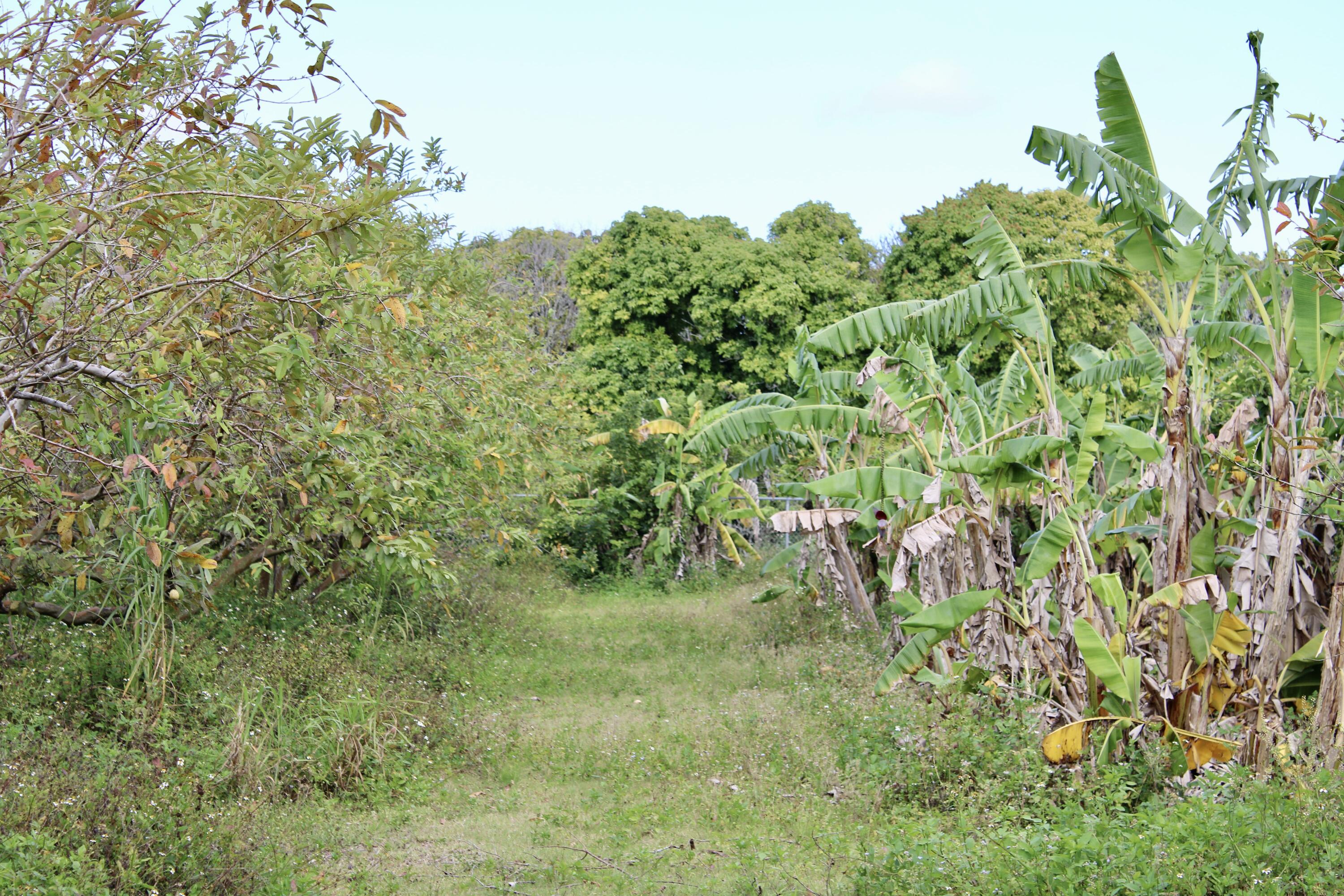 180 Southwest 187th Avenue Miami, FL 33187 - Photo 23 of 27 a view of a garden