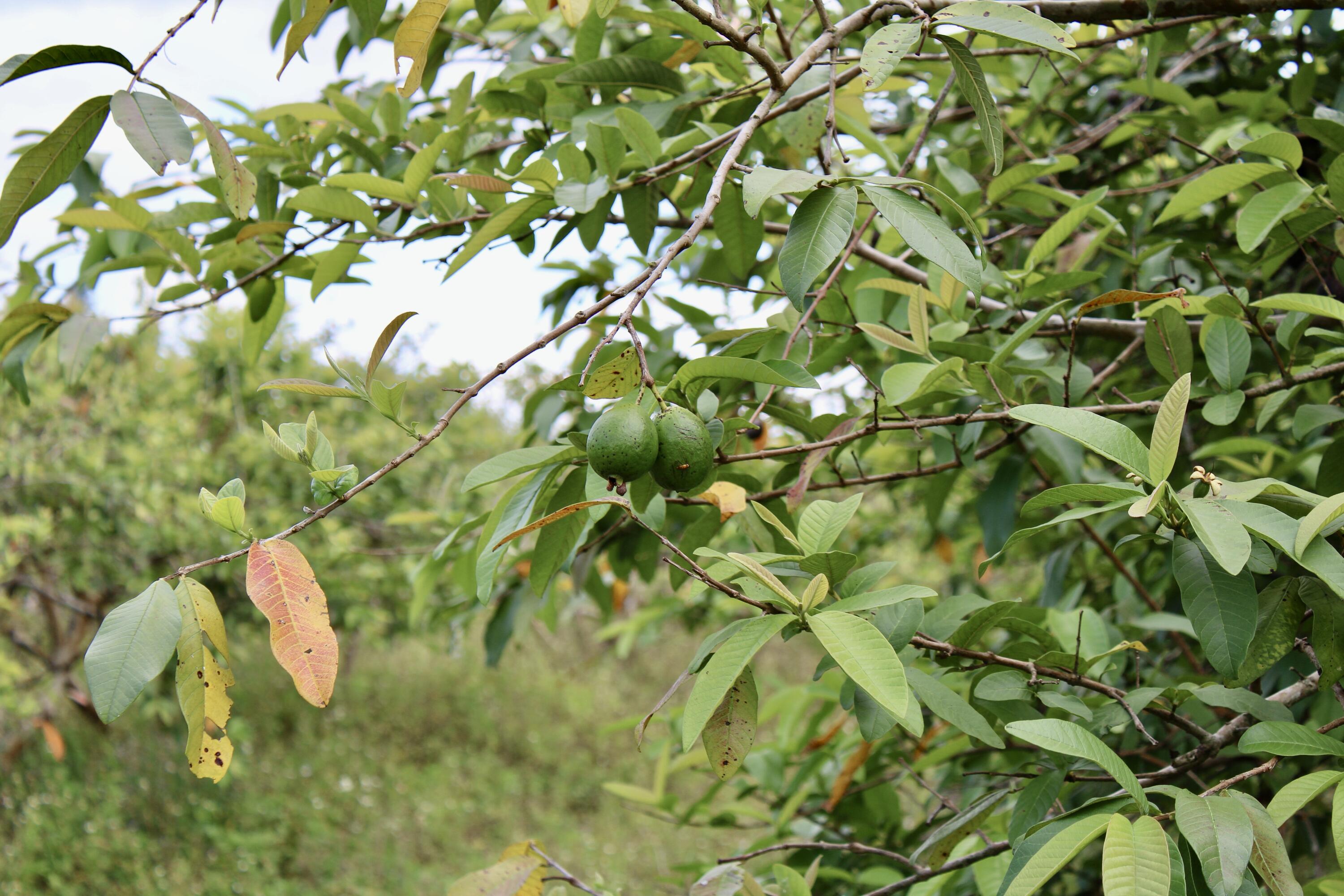 180 Southwest 187th Avenue Miami, FL 33187 - Photo 24 of 27 a backyard of a house with lots of green space