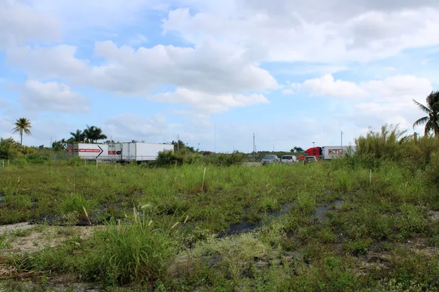 a view of a yard with a plant
