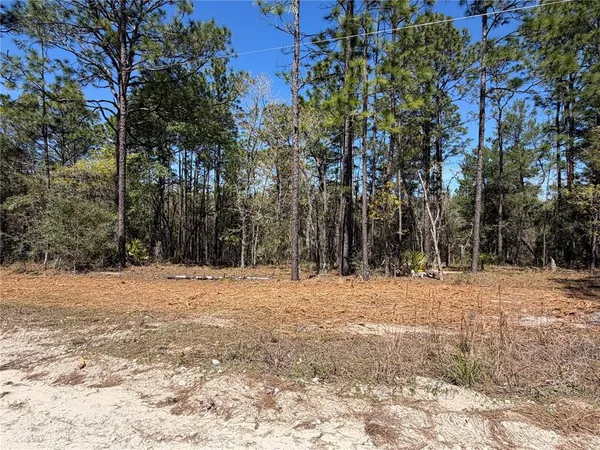 a view of empty space with trees