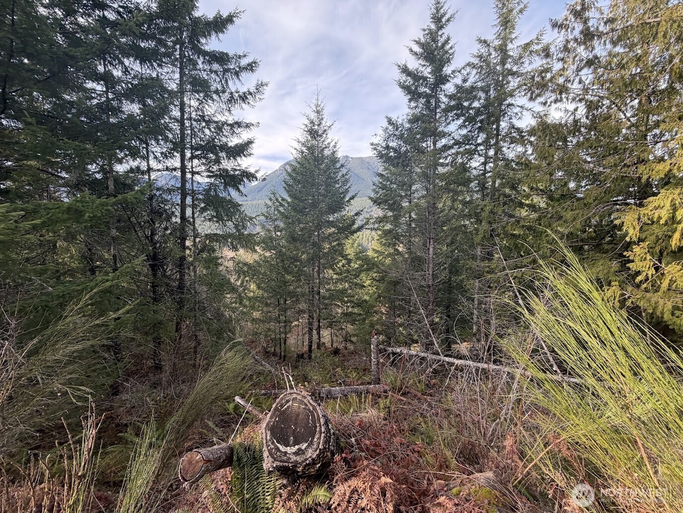 115 Ridge Lane Packwood, WA 98361 - Photo 22 of 26