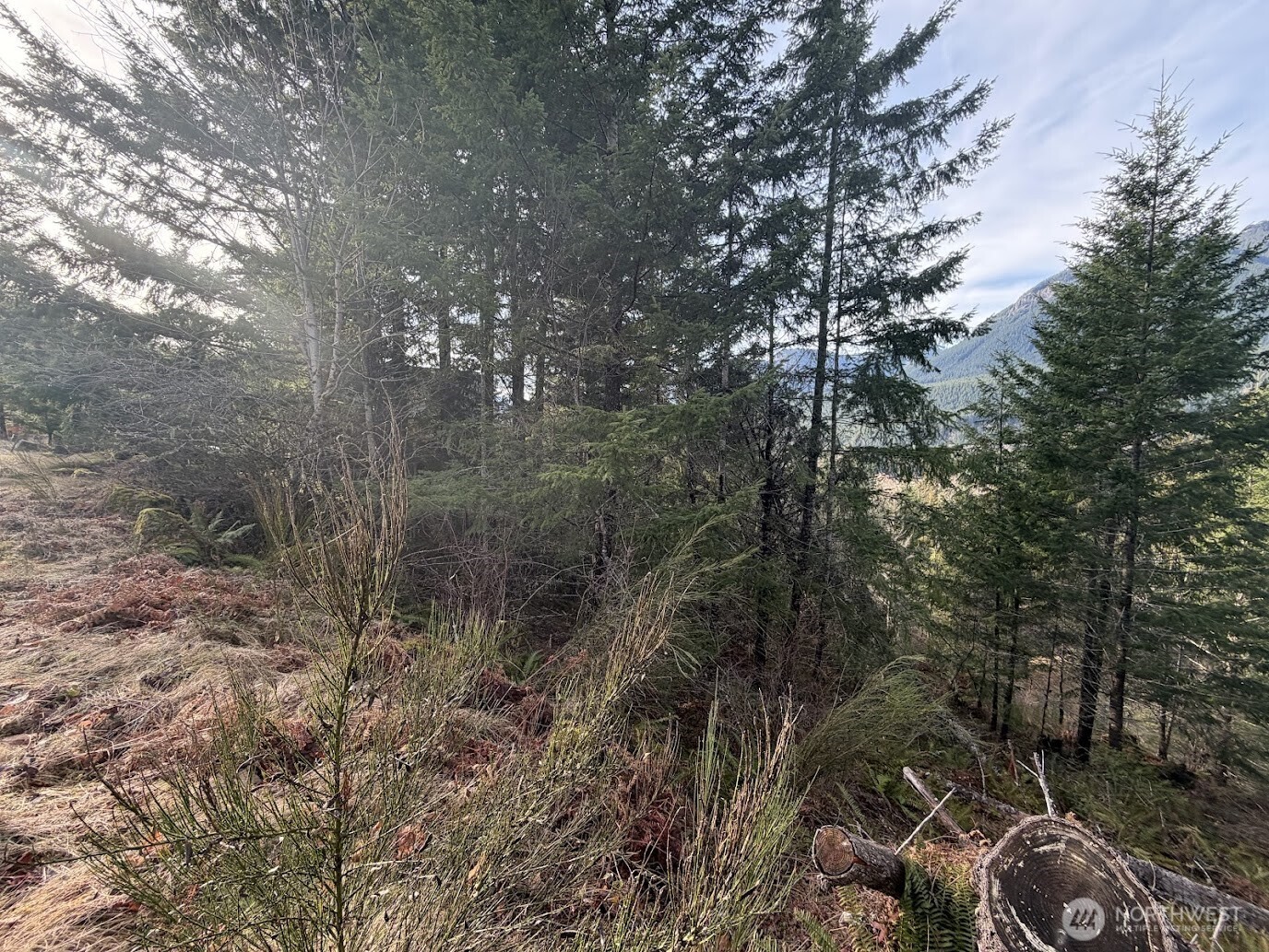 115 Ridge Lane Packwood, WA 98361 - Photo 23 of 26