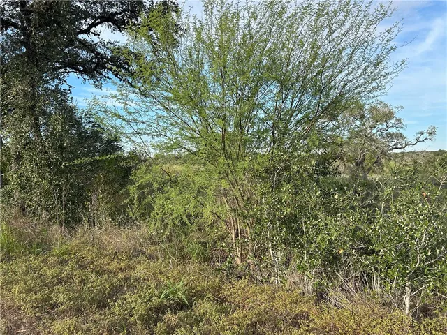 a view of a yard in a forest