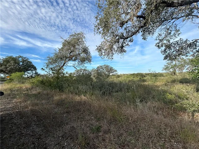 a view of a yard in a forest