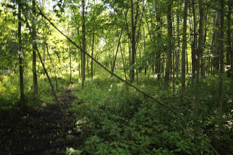 0 East Mt Forest Road Pinconning, MI 48650 - Photo 8 of 8