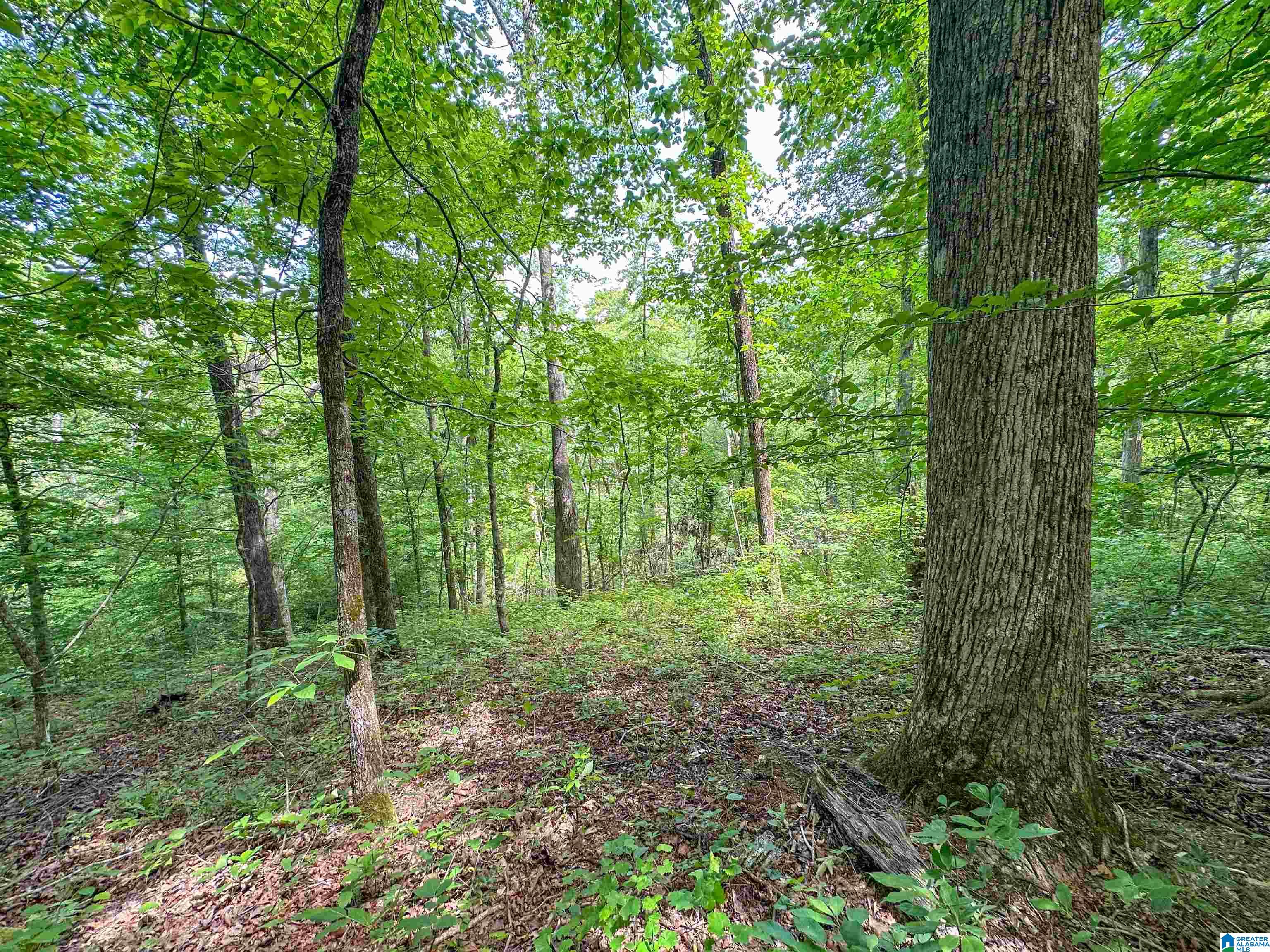1 Old Mill Road Goodwater, AL 35072 - Photo 11 of 22