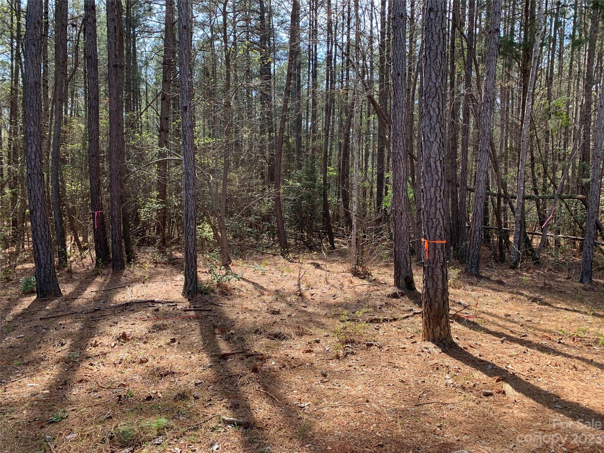 0 Pne Frst Drive Lancaster, SC 29720 - Photo 3 of 8 a view of a yard with trees