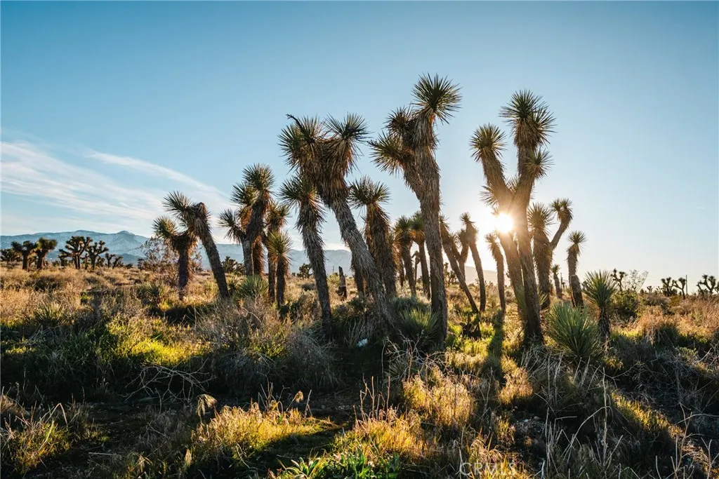 1 Rancho Road Phelan, CA 92371 - Photo 17 of 31 a view of a bunch of trees and houses