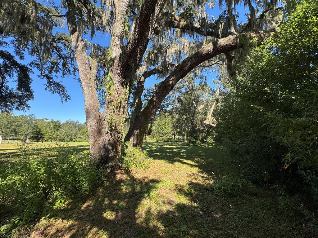 Tbd Northeast 185th Avenue Williston, FL 32696 - Photo 13 of 25 a yard with tall trees