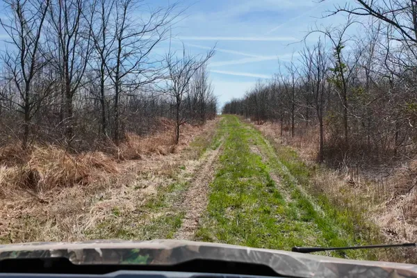 a view of a yard with trees