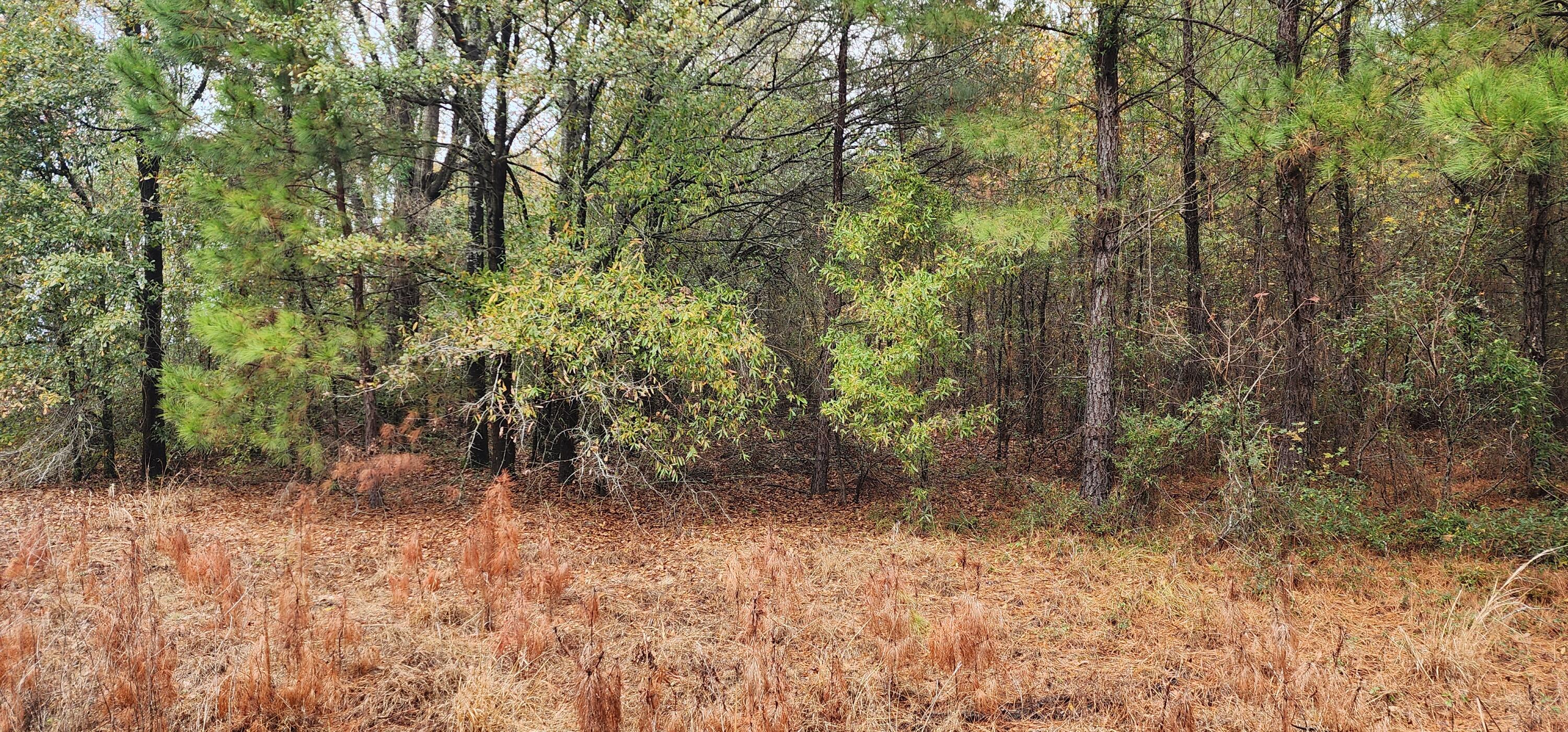 Lot 001 William Brunson Road Summerton, SC 29148 - Photo 2 of 6 20221127_111316