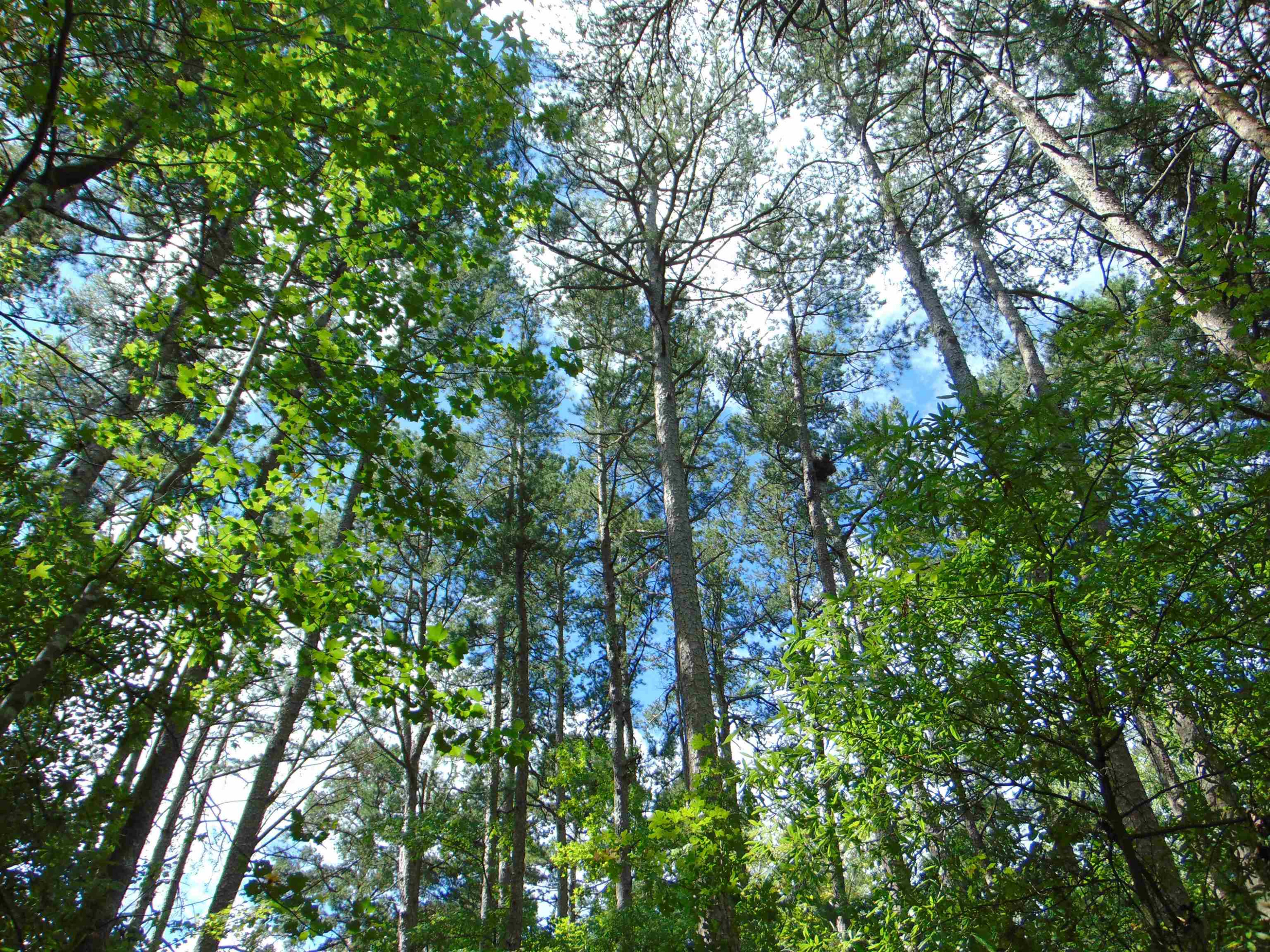 Caviness Jordan Road Cedar Grove, NC 27231 - Photo 12 of 12 Photo 12