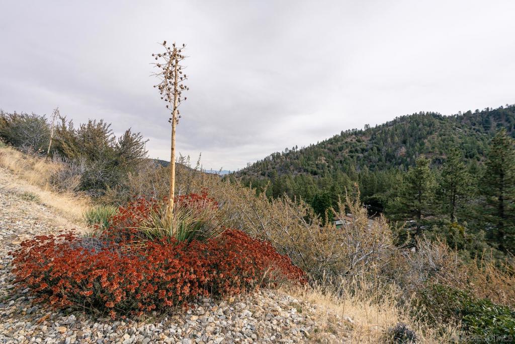0 Timberline Drive Wrightwood, CA 92397 - Photo 17 of 52 a view of a tree in a field with a tree