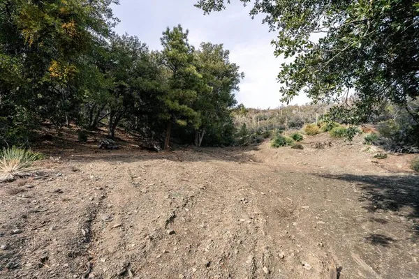 a view of backyard with large trees