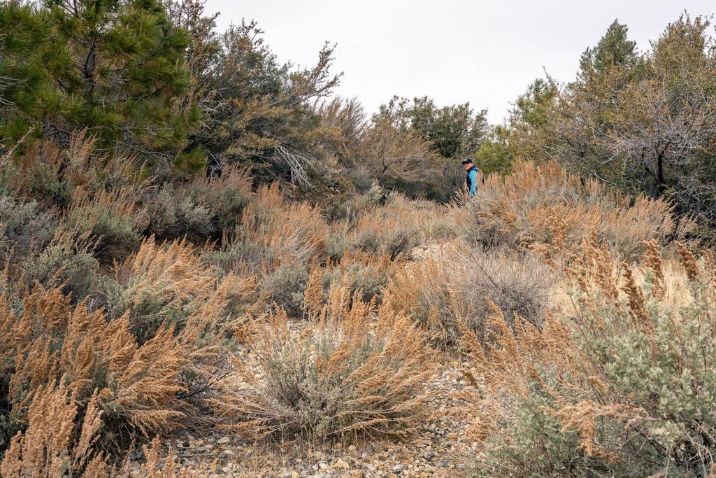 0 Timberline Drive Wrightwood, CA 92397 - Photo 35 of 52 a view of a forest