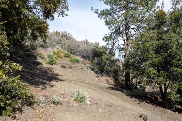 a view of a dirt road with trees in the background