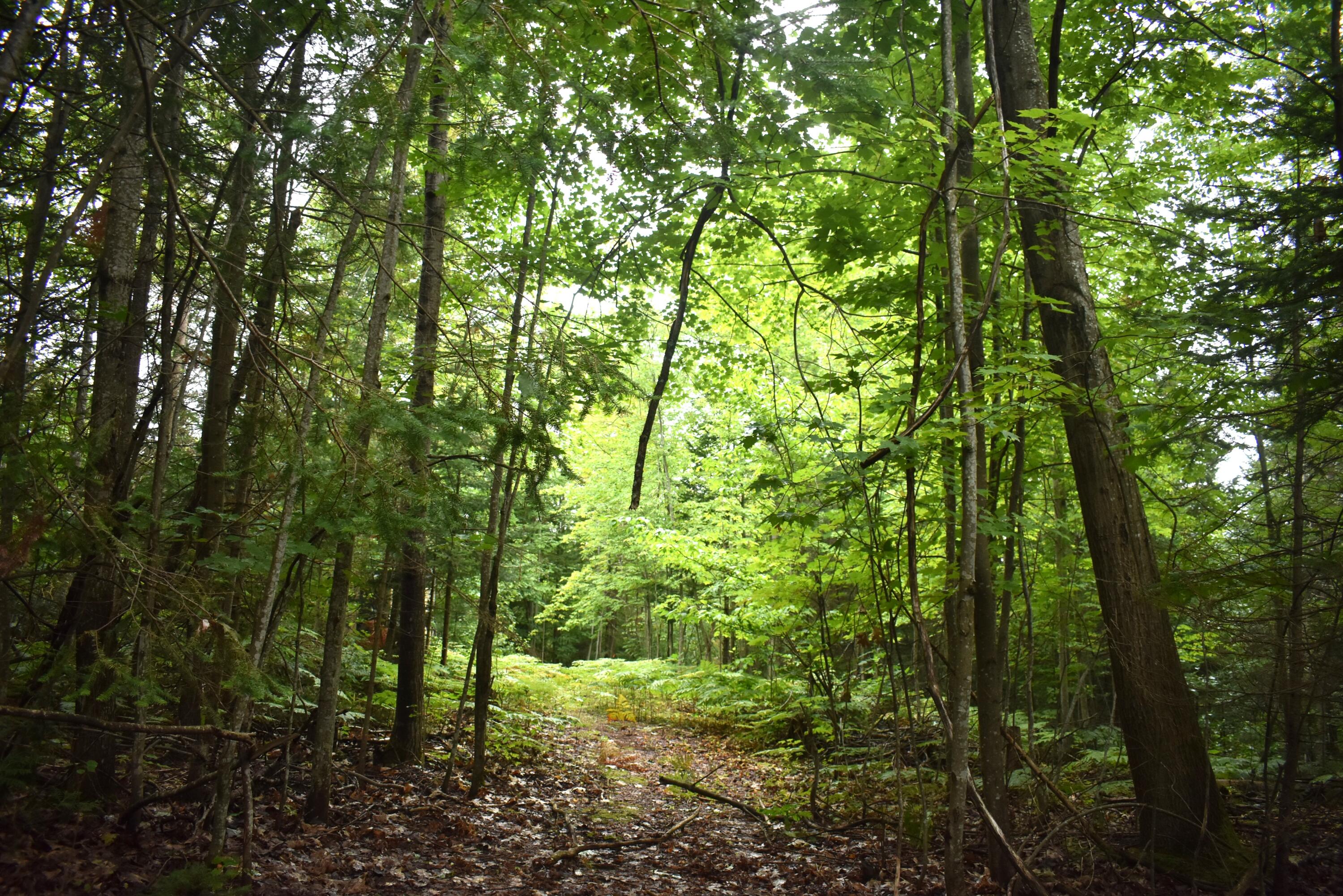 Wallace Road Cheboygan, MI 49721 - Photo 13 of 18 Gallery Image 13