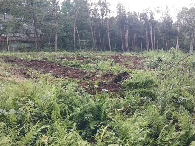 a view of outdoor space and tree