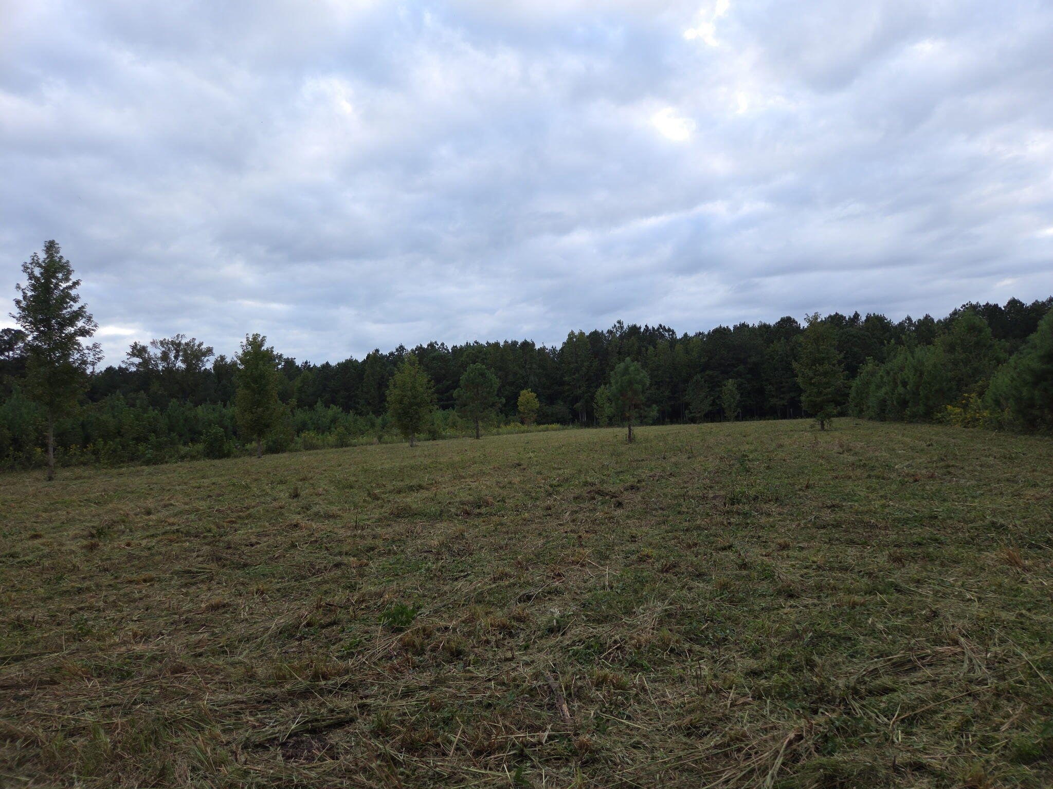 0 Flatwoods Road Reevesville, SC 29471 - Photo 3 of 5 1375071503083403229