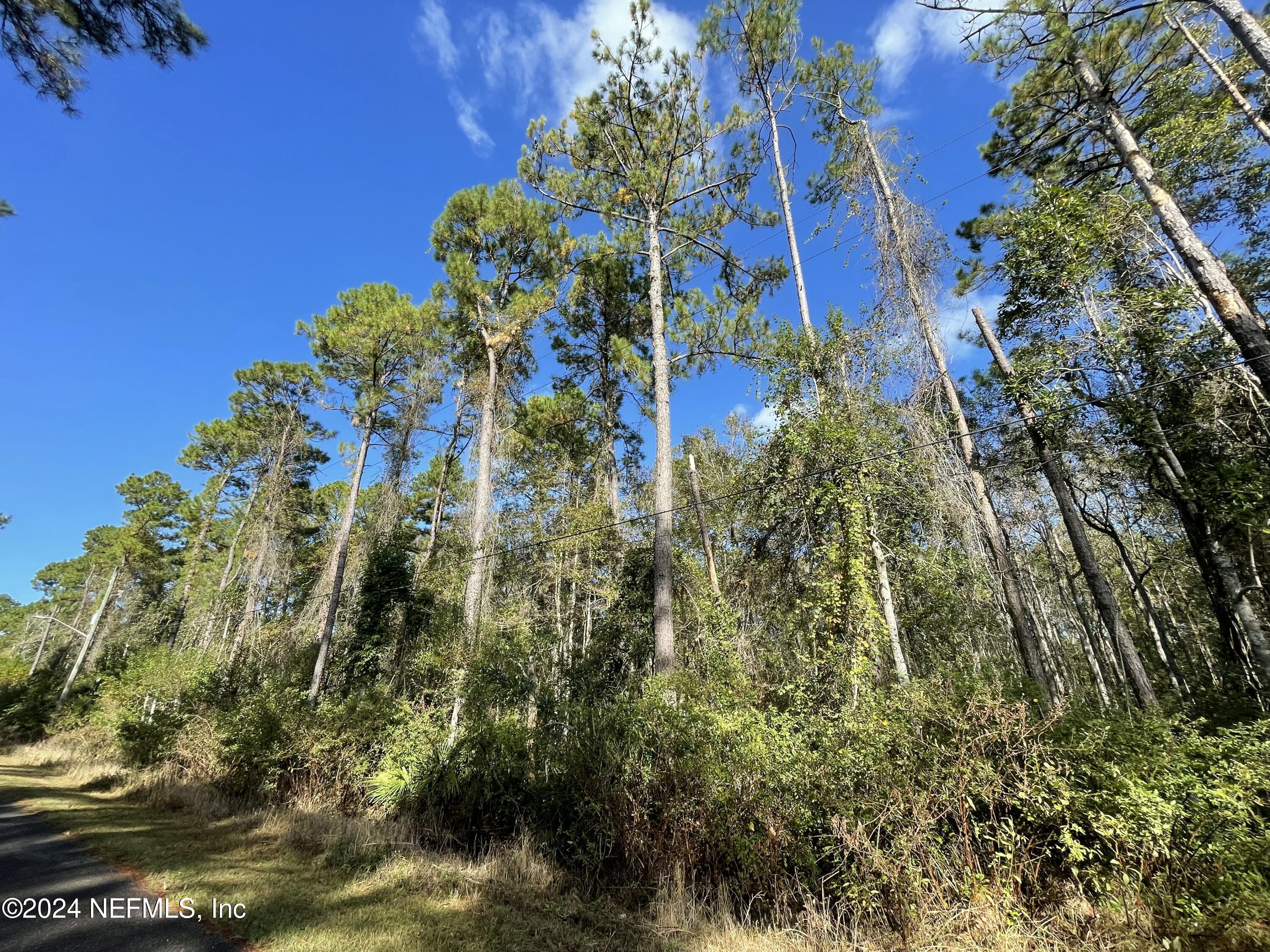 0 Cisco Gardens Road South Jacksonville, FL 32219 - Photo 12 of 12 a view of a flower