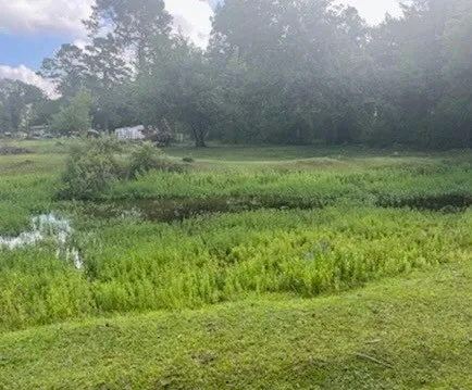 a view of a big yard with plants and large trees