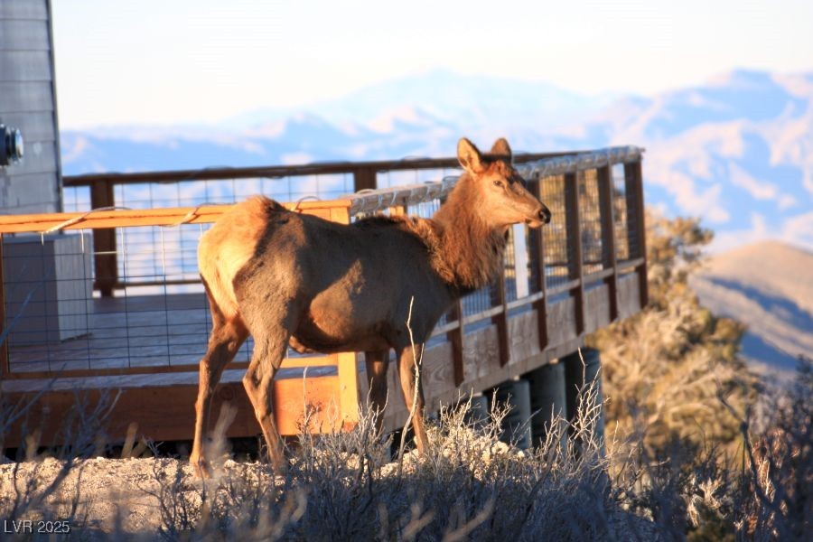 175 Rudin Drive Cold Creek, NV 89124 - Photo 37 of 41 Welcome to Cold Creek!