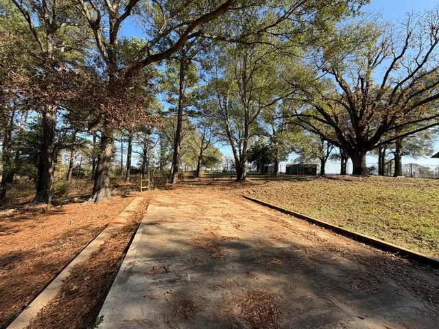a street view with large trees