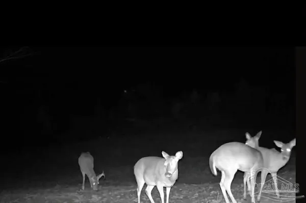 $225,000 | 0 County Road, Waterloo, AL 35677