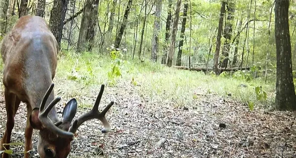 $225,000 | 0 County Road, Waterloo, AL 35677