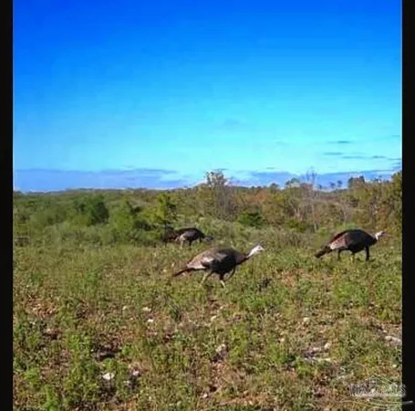 $225,000 | 0 County Road, Waterloo, AL 35677