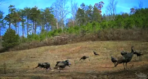 $225,000 | 0 County Road, Waterloo, AL 35677