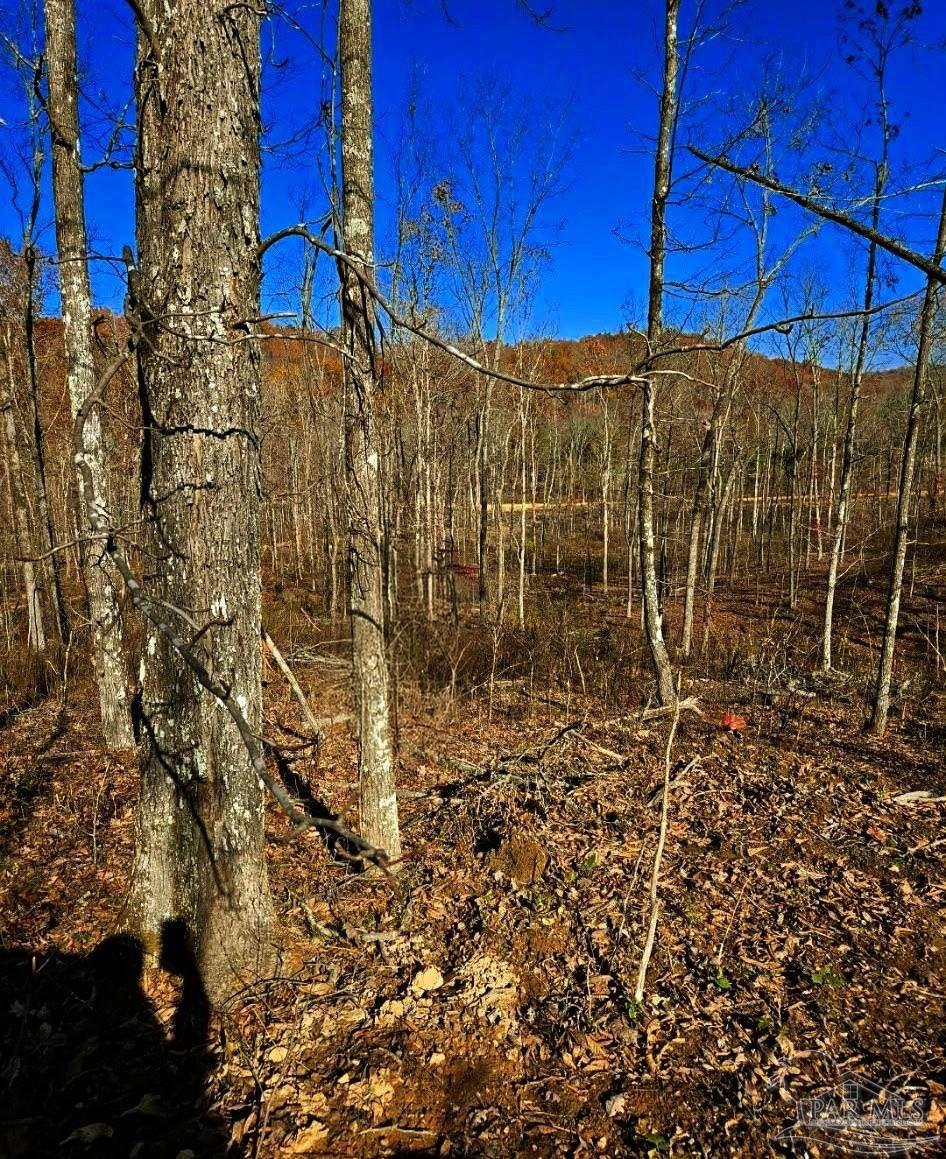 0 County Road Waterloo, AL 35677 - Photo 26 of 51