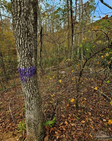 a view of a forest with trees