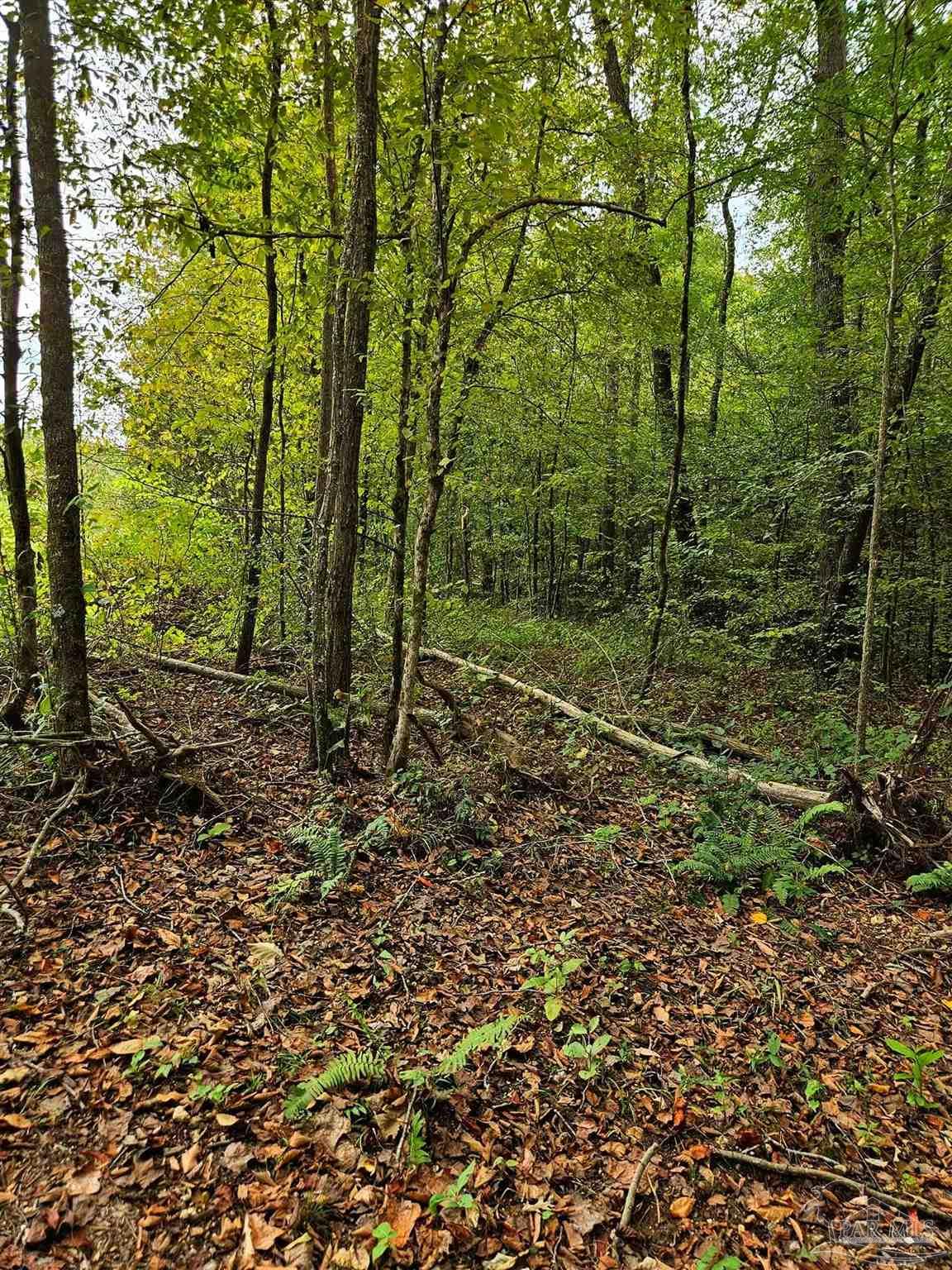 0 County Road Waterloo, AL 35677 - Photo 41 of 51