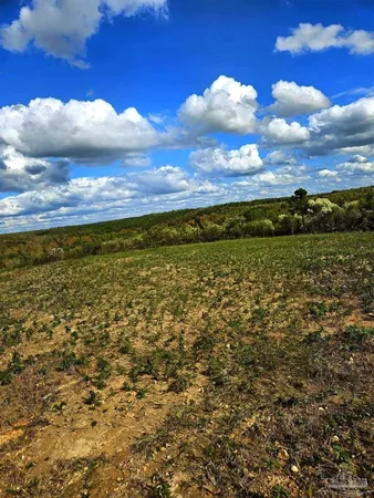 $225,000 | 0 County Road, Waterloo, AL 35677