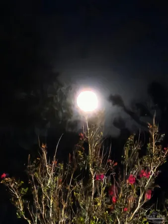 $225,000 | 0 County Road, Waterloo, AL 35677