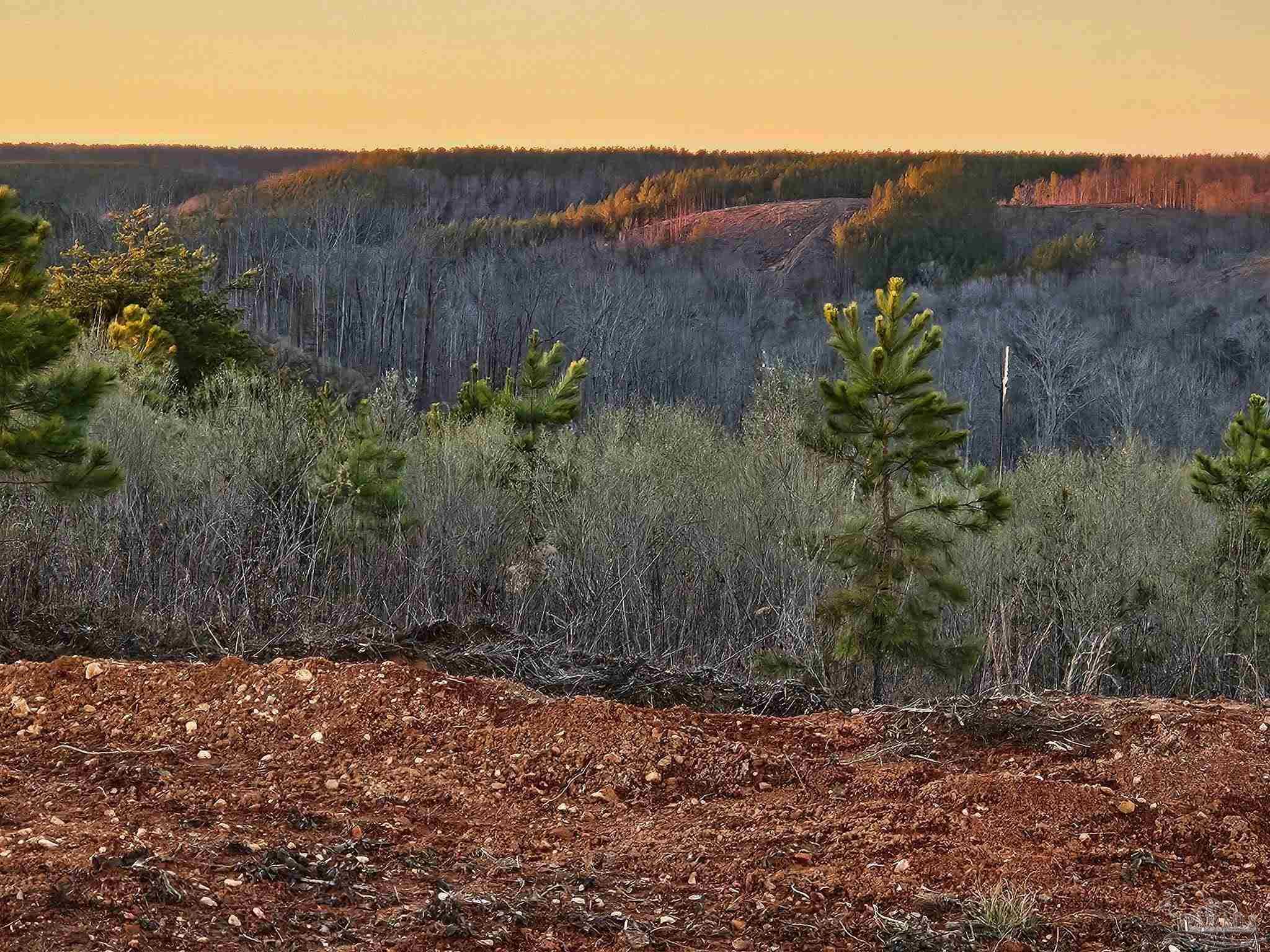 0 County Road Waterloo, AL 35677 - Photo 5 of 51