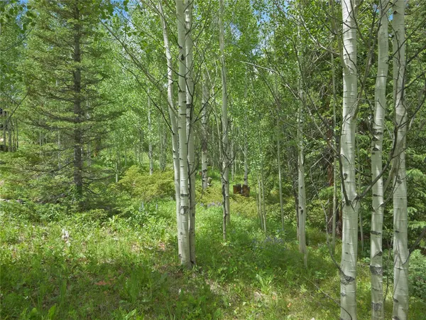 a view of a lush green forest