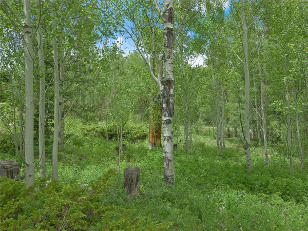 a view of a lush green forest