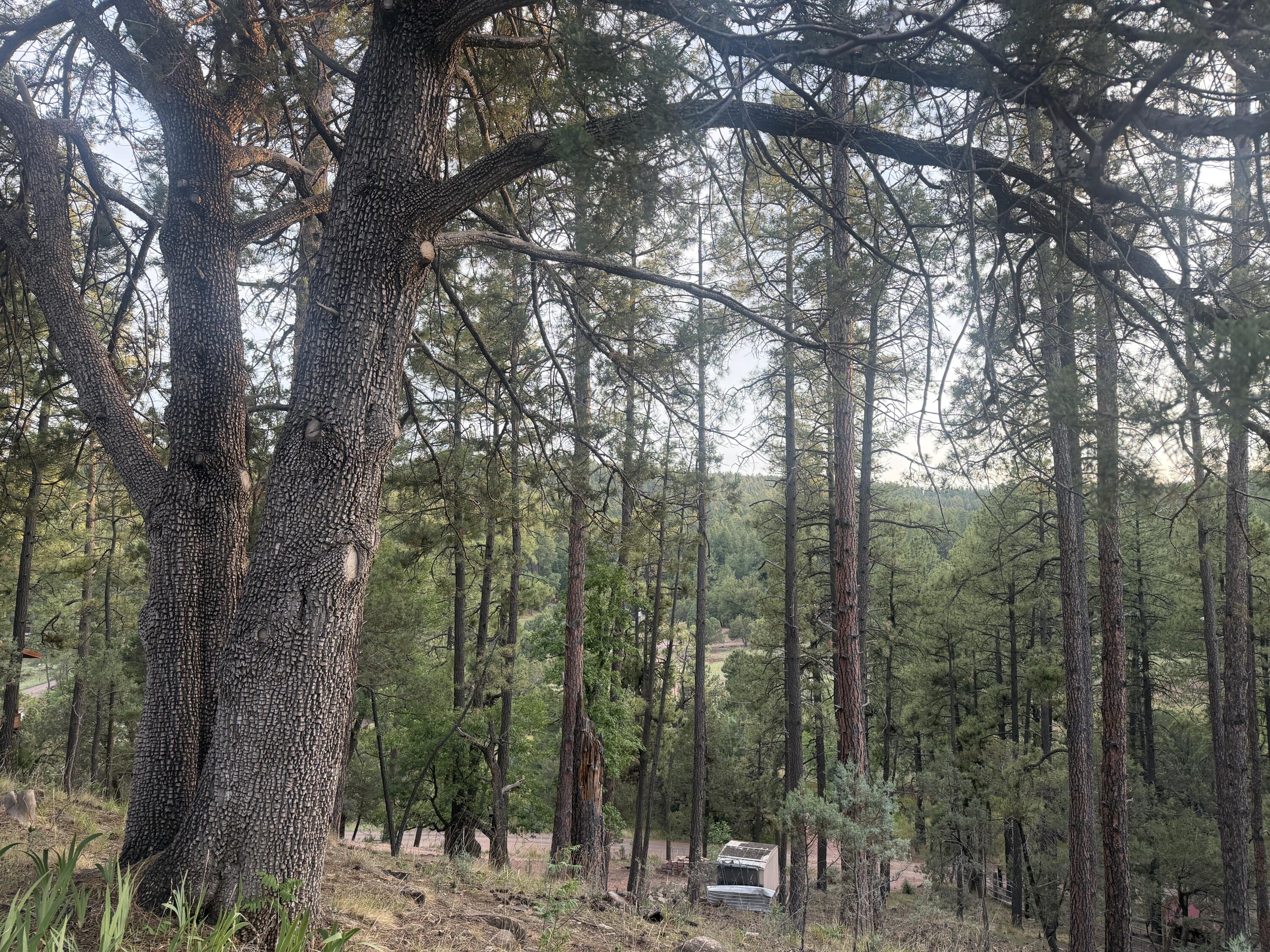 282 South Cienega Road Payson, AZ 85541 - Photo 5 of 8