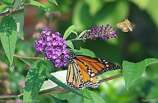 13256 Hibner Road Hartland, MI 48353 - Photo 39 of 41 E Butterfly.jpg