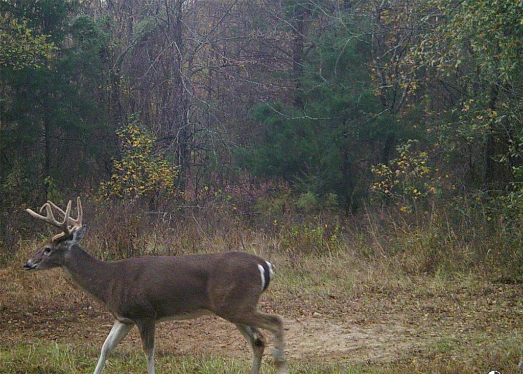 1094 Southwest Sw Cr Saltillo, TX 75478 - Photo 33 of 39 a view of a yard
