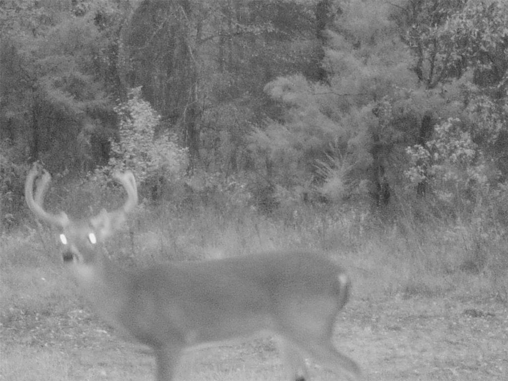 1094 Southwest Sw Cr Saltillo, TX 75478 - Photo 35 of 39 a view of a dry yard in a house